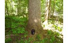 Property photo 3 - 75.5 Acres Offered in 5 Tracts